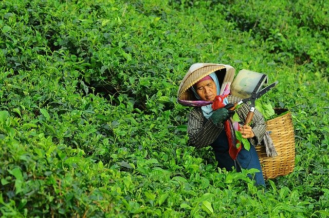 大田作物四情監(jiān)測(cè)系統(tǒng)，讓茶園種植搭上“科技快車”